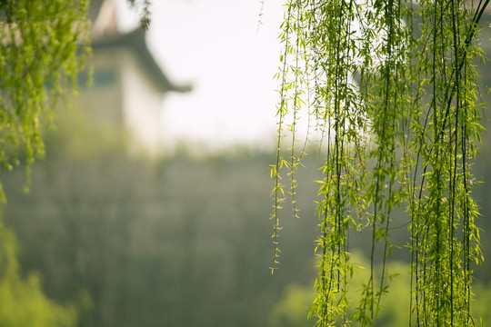 垂柳