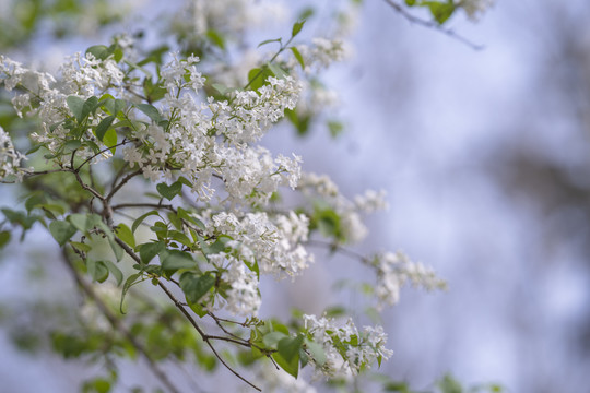 丁香花