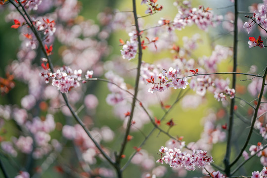 漂亮梅花