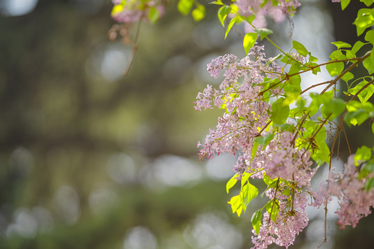 丁香花背景