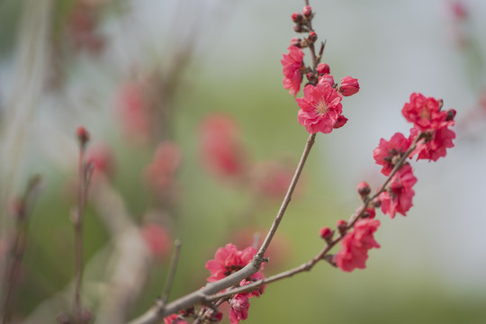 梅花