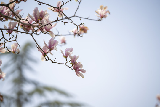玉兰花
