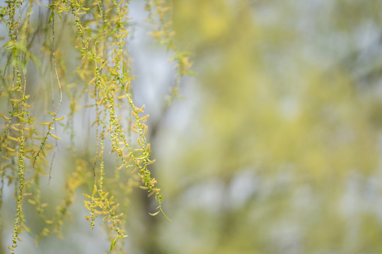柳枝柳花