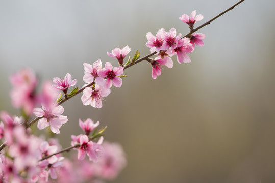 桃花