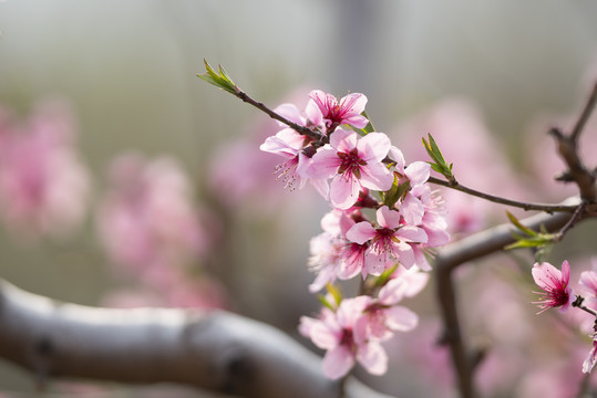 桃花