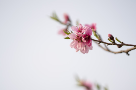 桃花