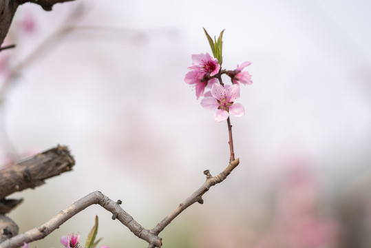 唯美桃花