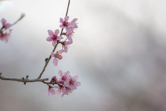 唯美桃花