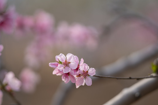 唯美桃花