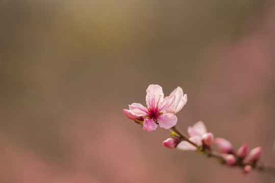 唯美桃花