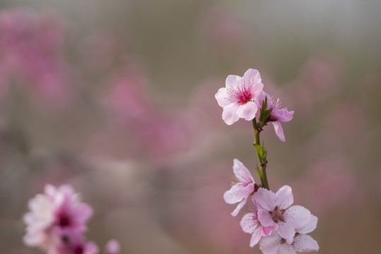 唯美桃花