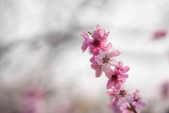 唯美桃花