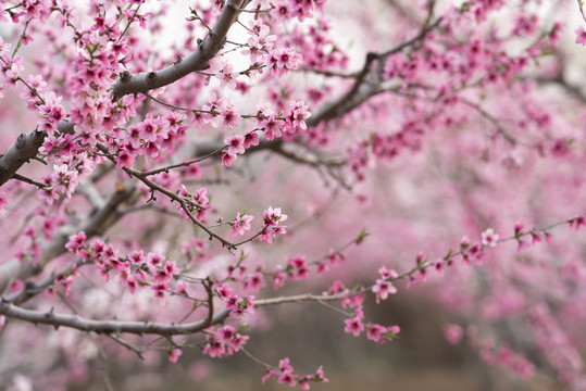 唯美桃花