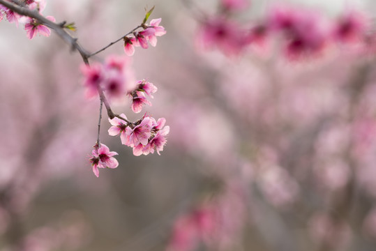 唯美桃花