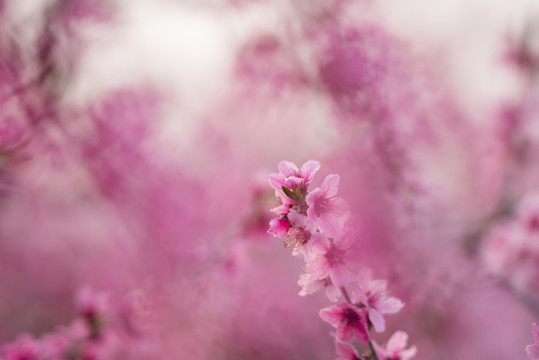 唯美桃花