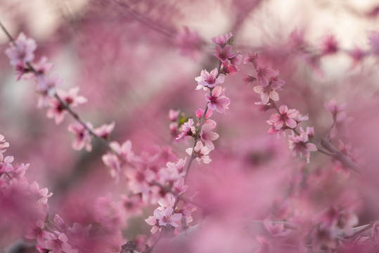 唯美桃花