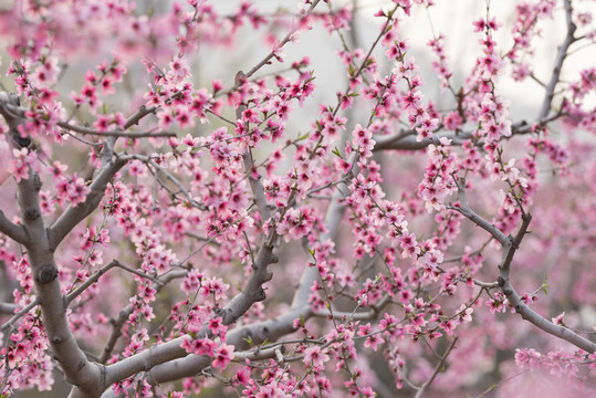 唯美桃花