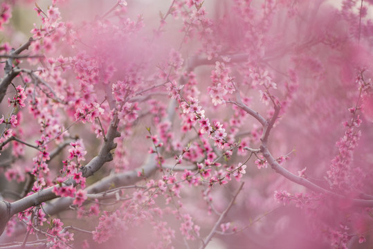 唯美桃花