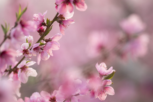 唯美桃花