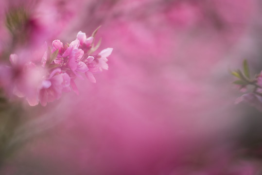 唯美桃花