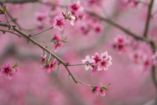 唯美桃花