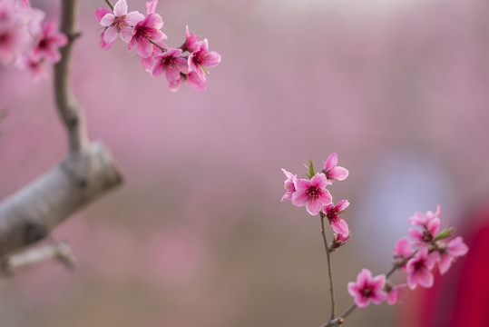 唯美桃花