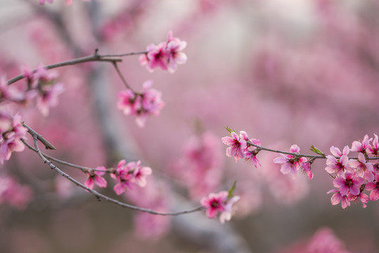 唯美桃花