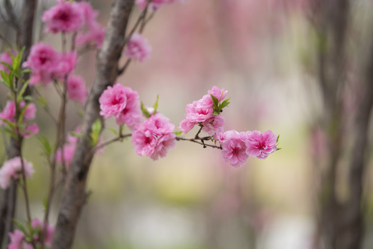 梅花