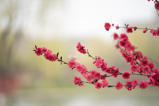 漂亮梅花