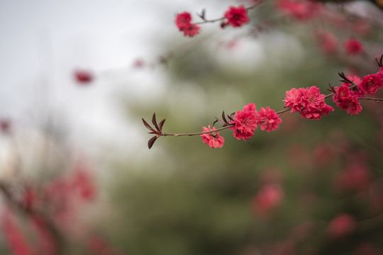漂亮梅花