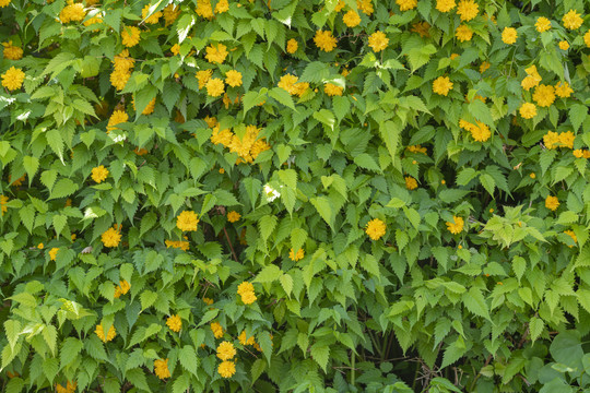 黄花绿植墙