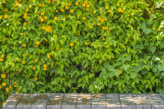 黄花绿植墙