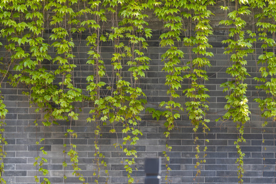 爬山虎绿植墙