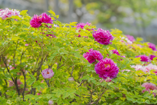 牡丹花