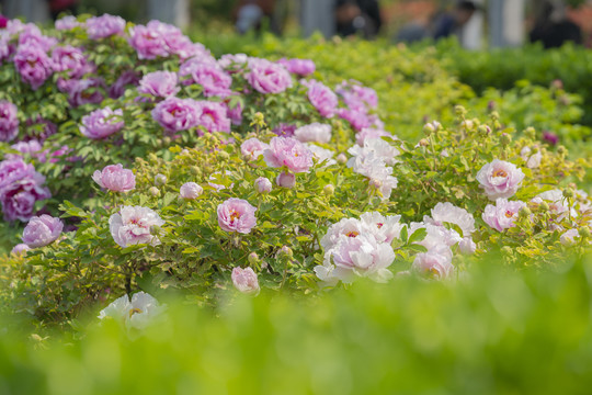 牡丹花