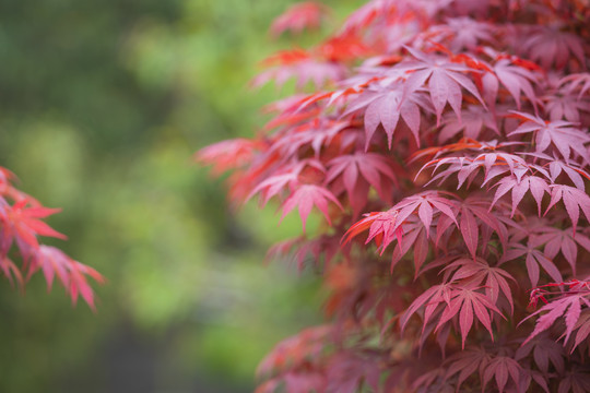 红枫