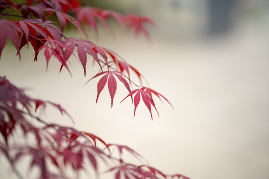 红枫