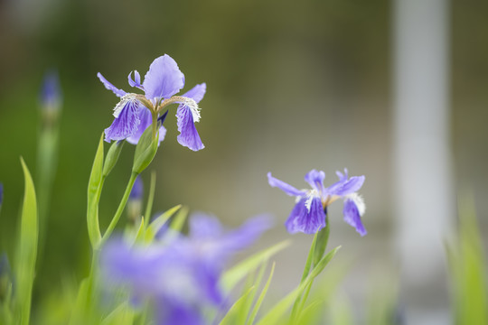 鸢尾花