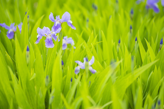 鸢尾花