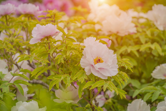 牡丹花