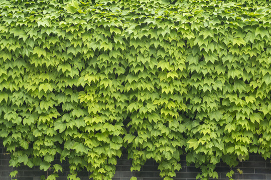 爬山虎绿植墙