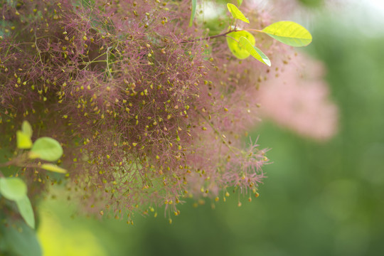 黄栌花