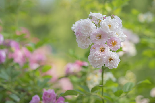 蔷薇花