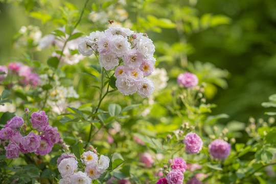 蔷薇花