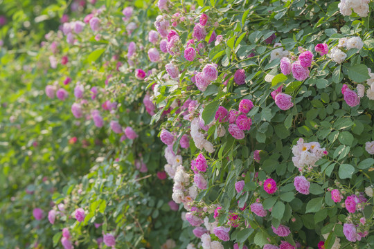 蔷薇花