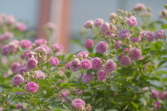 蔷薇花