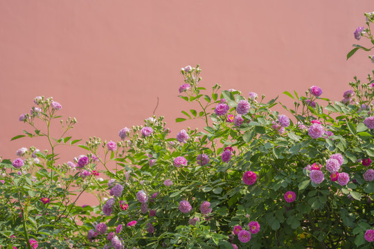 蔷薇花