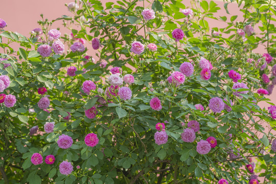 蔷薇花