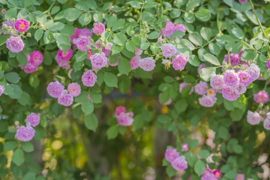 蔷薇花