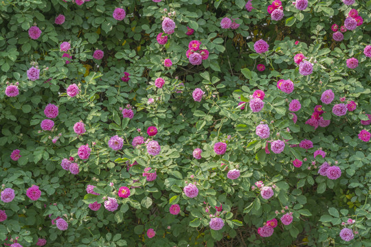 蔷薇花